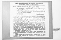 Lactifluus volemus image